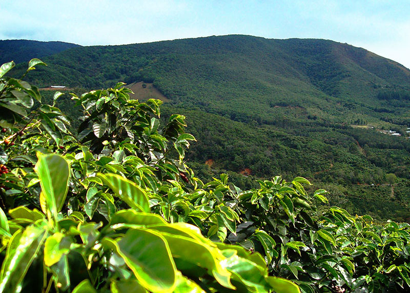 Высокогорные плантации кофе.jpg